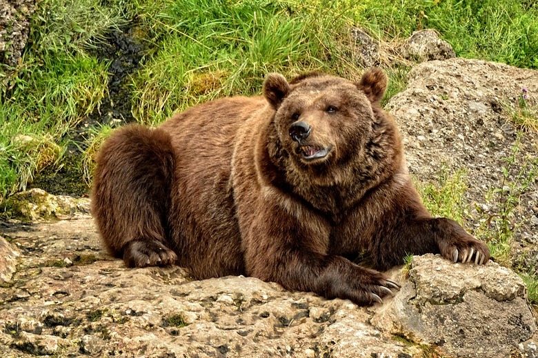 In Kamchatka, un orso ha rubato un frigorifero con cibo dai cacciatori