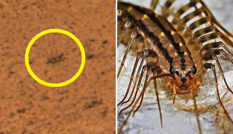 Un insettoide strisciante è stato scoperto su Marte