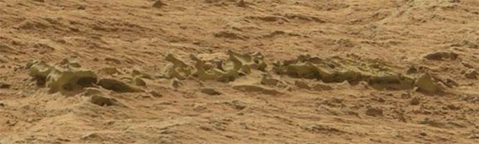 Su Marte ha scoperto lo scheletro di un animale sconosciuto?
