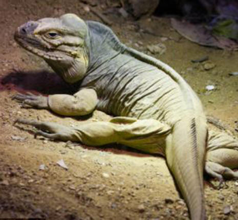 Iguana