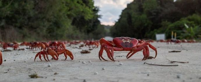 Sull'Isola di Natale - una vacanza del futuro Natale