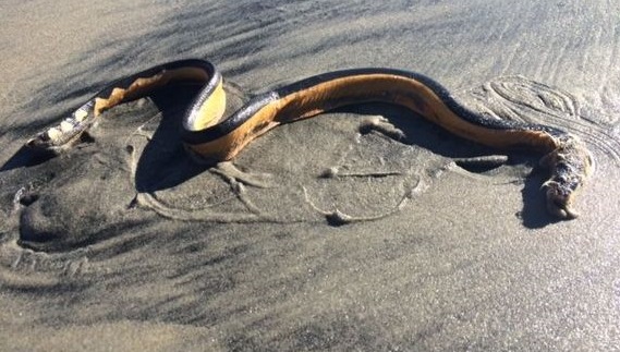 Il mare trasporta serpenti velenosi alle spiagge della California