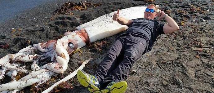 Sulla costa della Nuova Zelanda ha lanciato un calamaro gigante