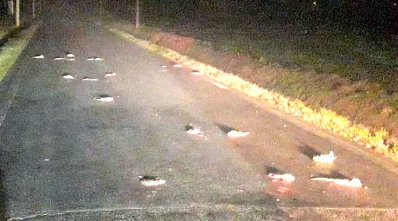 Nel nord Italia c'è un'invasione di topi rabbiosi