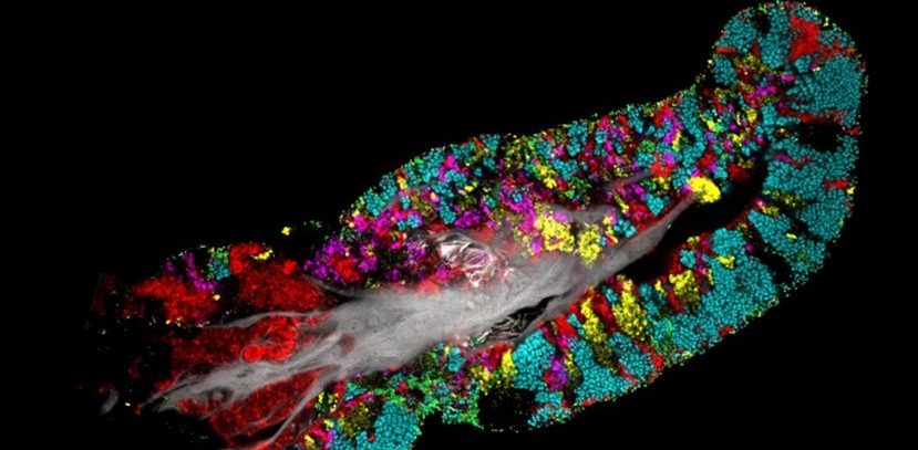 Immagini sorprendenti mostrano batteri che creano minuscole colonie sulla tua lingua 