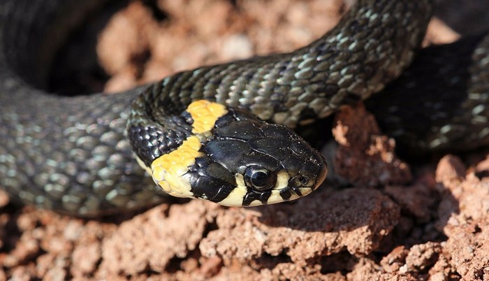 In Ucraina, catturato un serpente gigante