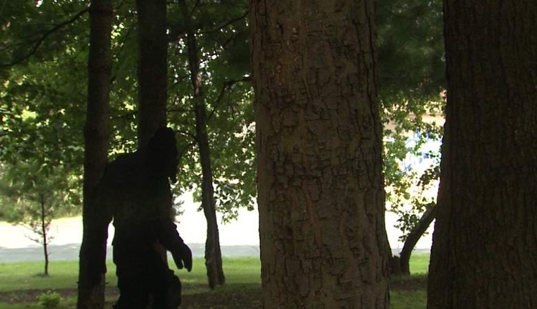 In video: il bigfoot corre attraverso la foresta