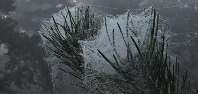 Oltre l'Australia, pioggia dai ragni