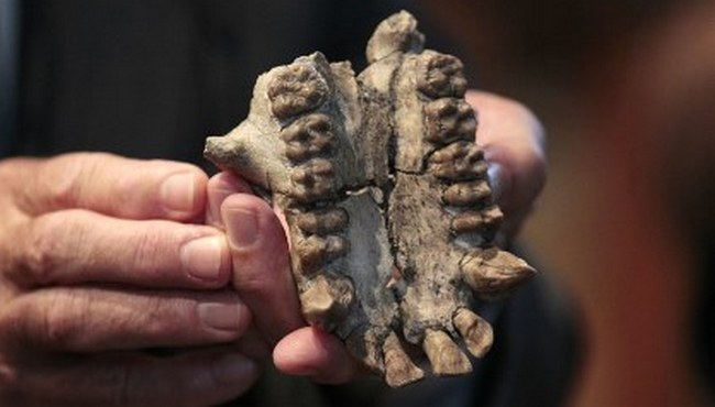 Trovato un'altra specie di uomo antico