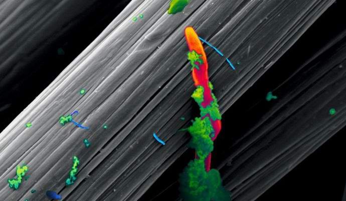 Trovato creature che si nutrono di elettricità