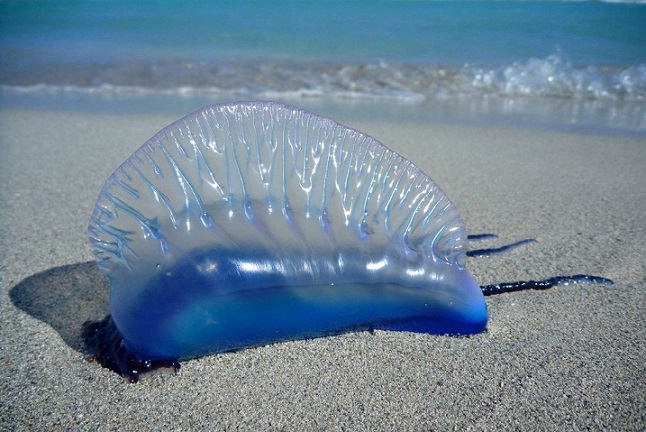 Trovato sulla spiaggia
