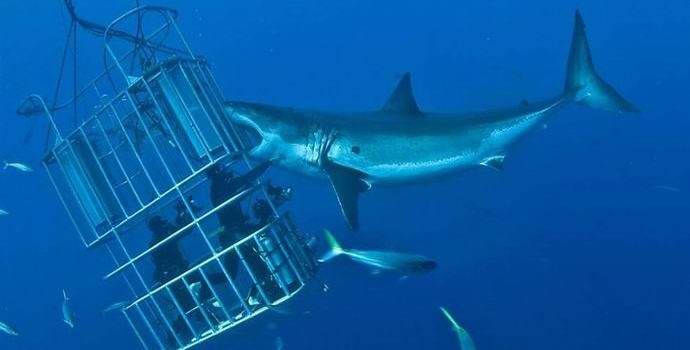 L'attacco ai turisti da parte di un enorme squalo ha entusiasmato Internet