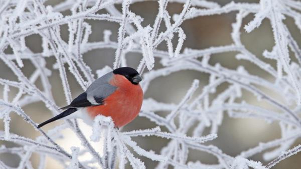 5 dicembre presagi popolari 