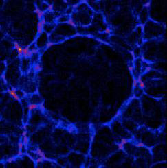 La nostra galassia potrebbe essere dentro la bolla di Hubble