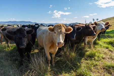 Il nostro pianeta sarà distrutto ... carne e latte