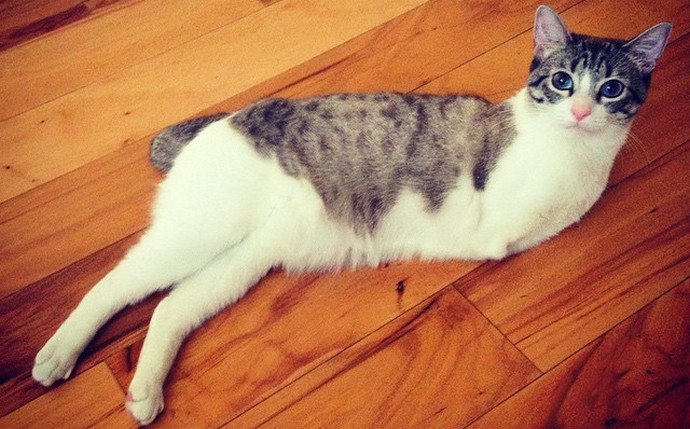 Non nascere bello, o quanto è fortunato un gatto bipede