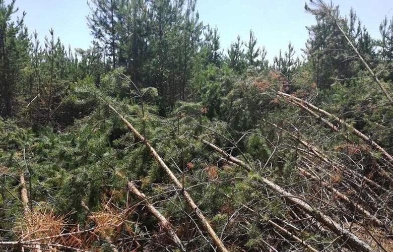 Una forza sconosciuta piegò centinaia di alberi sotto Syzran