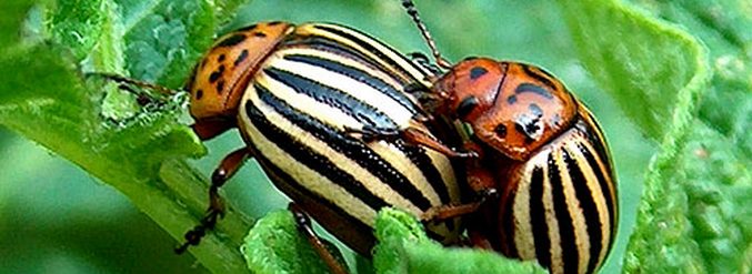 I genetisti tedeschi hanno creato patate che distruggono gli scarabei del Colorado