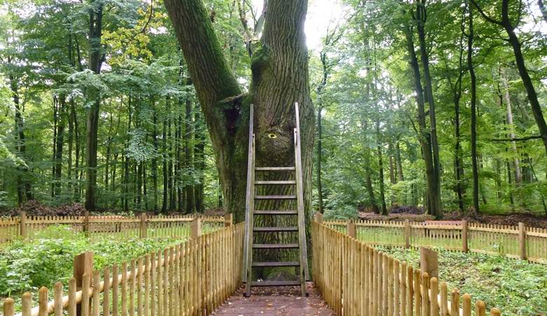 La quercia tedesca con un indirizzo postale consente alle persone di trovare l'amore