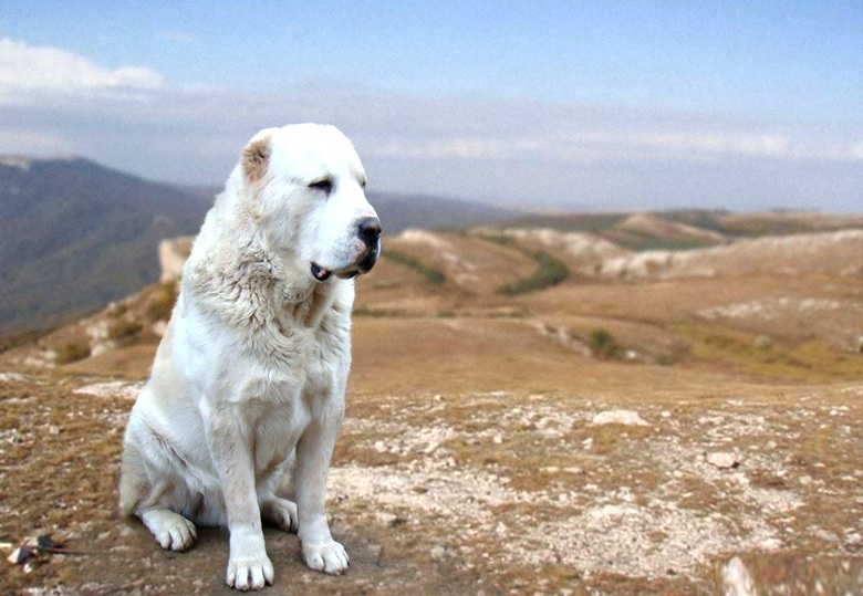 Un po 'di cani e il loro atteggiamento nei loro confronti in Russia