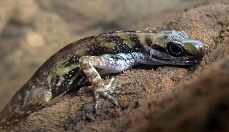 Un'insolita lucertola di terra ha imparato a respirare sott'acqua