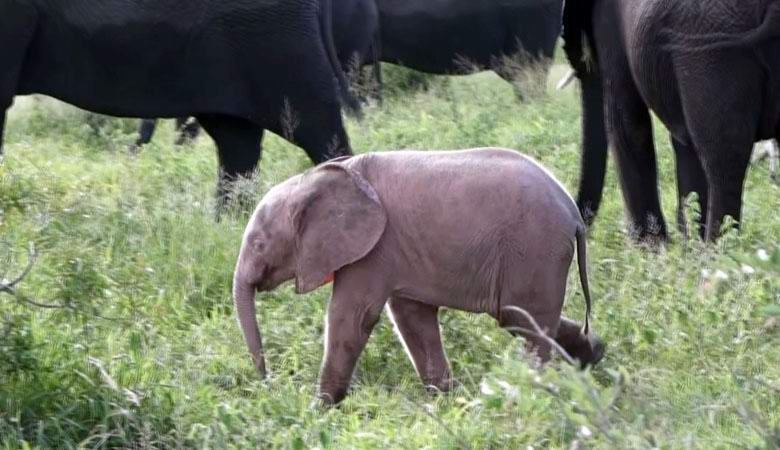 Un insolito elefantino rosa è nato in una riserva africana