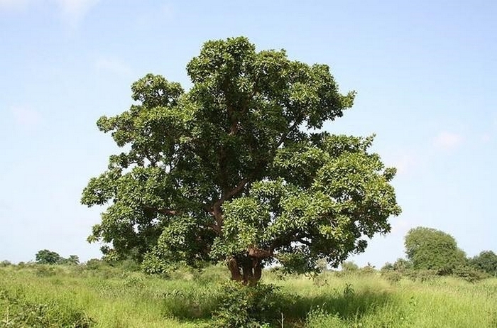 Albero di karité insolito