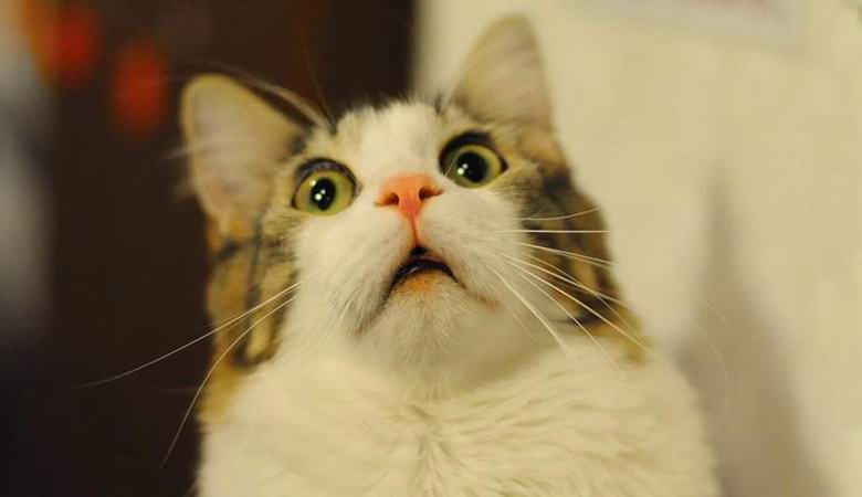 Video insolito: i gatti hanno avvertito un terremoto prima che iniziasse.