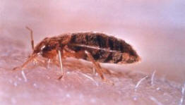 La Norvegia ha nuotato con orde di cimici dei letti