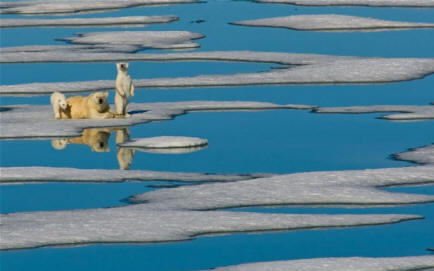 Falso allarme: tra il 1966 e il 2006 aumentano le popolazioni di orsi polari