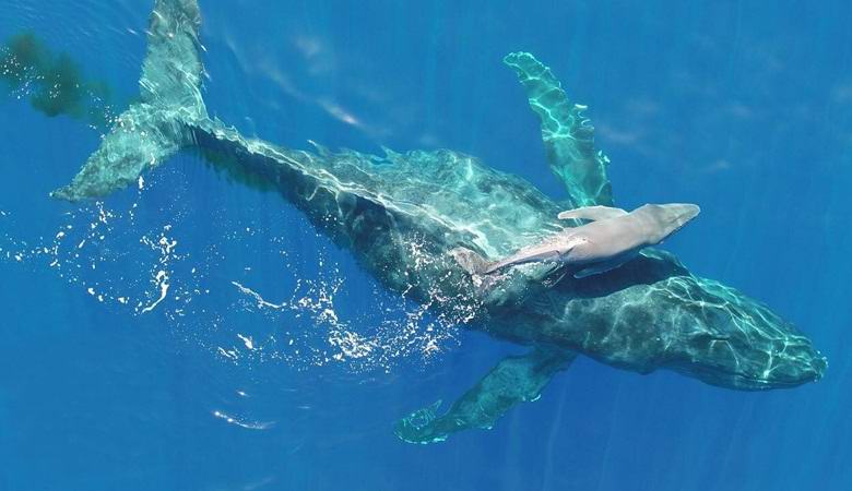 La balena megattera appena nata ha colpito il video