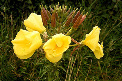 Di 'la parola sulla riproduzione sessuale