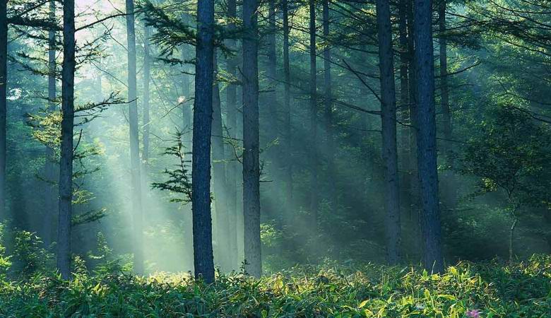 Sulla misteriosa anomalia della taiga negli Urali