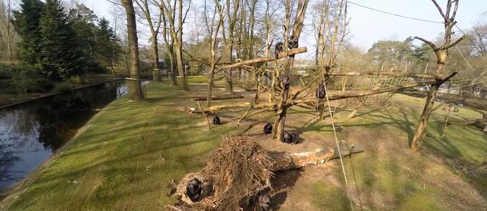 Le scimmie hanno abbattuto ed esplorato i registi di documentari multirotore