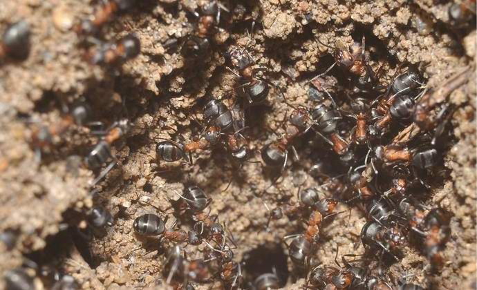 Formiche scoperte che non hanno bisogno di cibo e luce