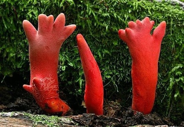 Sono stati scoperti funghi velenosi che non possono nemmeno essere toccati.