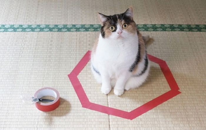 Il cerchio delineato è buono, ma la scatola è migliore.