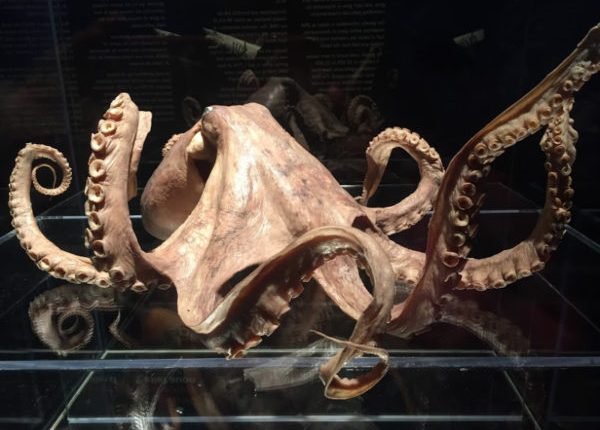 Una delle idee di Darwin sull'evoluzione è stata confermata 140 anni dopo la sua morte 