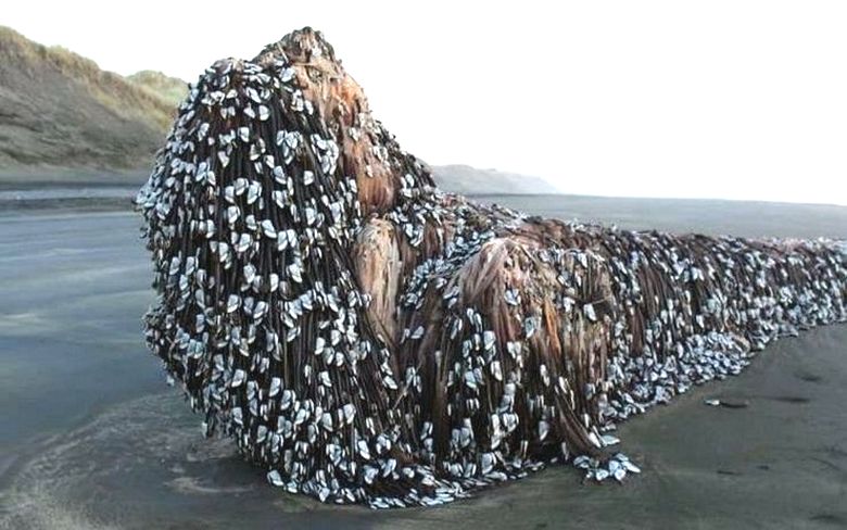 C'era una volta un misterioso mostro portato a Murivay Beach ...