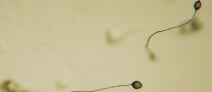 Gli unicellulari sono capaci di barare