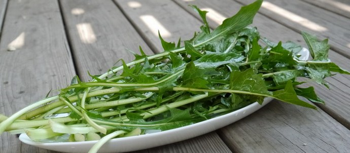 Il dente di leone è molto più sano rispetto ad altre verdure che mangiamo.
