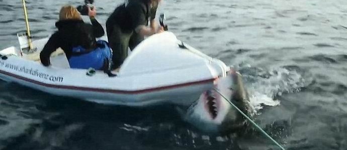 Un enorme squalo ha attaccato l'equipaggio del canale