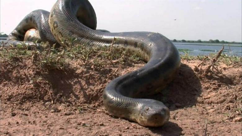 L'enorme serpente reliquia della Siberia tornerà presto a caccia