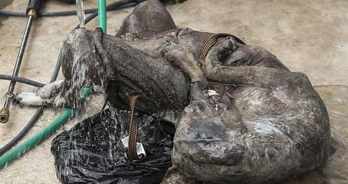 Texas Hunter ha trovato Chupacabra morto