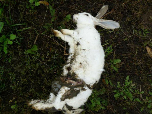 Erano alti, senza peli, con facce allungate e occhi rossi.