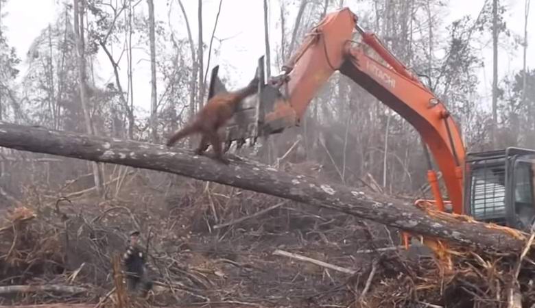 L'orangutan ha cercato di attaccare il bulldozer, proteggendo la foresta nativa