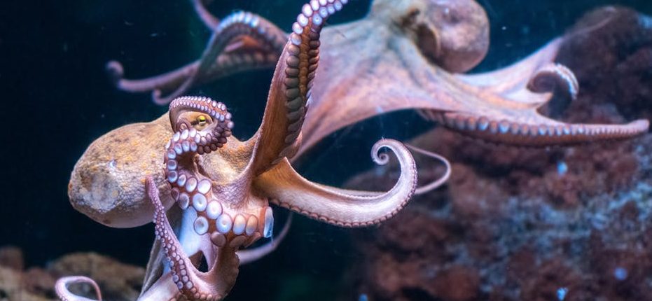 I polpi possono assaggiare con i loro tentacoli.  Ecco come è possibile 