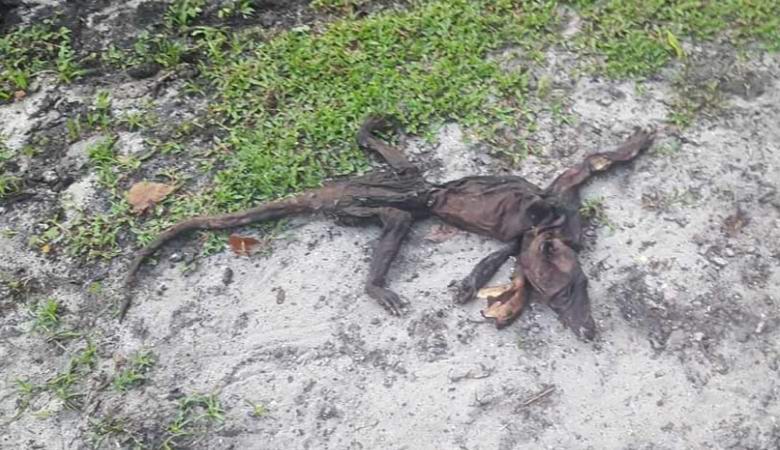 Resti di una creatura sconosciuta trovata in Florida