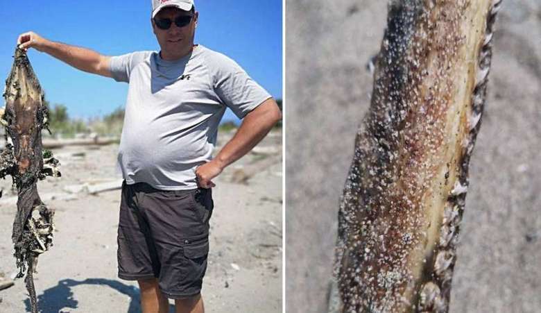 I resti di una misteriosa creatura scoperta su una spiaggia della British Columbia.