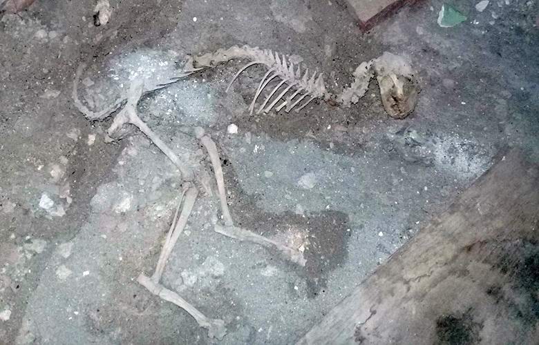I resti di un animale misterioso trovato in Uzbekistan